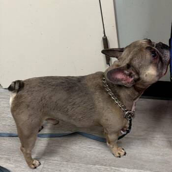 Blu -  French Bulldog Dog for Adoption in Waldorf, Maryland - Blu | PetCurious