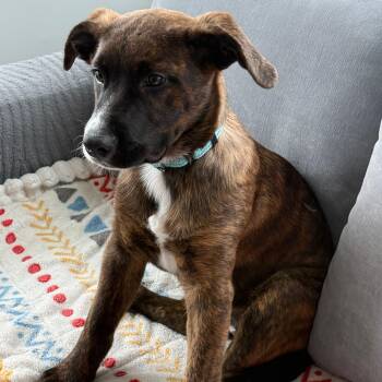 Clover -  Hound and German Shepherd Dog Dog for Adoption in Toronto, Ontario - Clover | PetCurious
