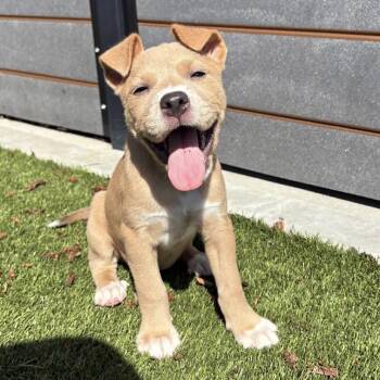 Rachel -  Pit Bull Terrier Dog for Adoption in Charlotte, North Carolina - Rachel | PetCurious