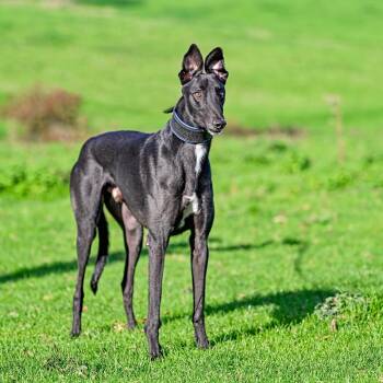 Klassy Shoe -  Greyhound Dog for Adoption in Tarpon Springs, Florida - Klassy Shoe | PetCurious