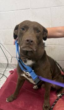 Muddy Buddy -  Mixed Breed Dog for Adoption in Kansas City, Missouri - Muddy Buddy | PetCurious