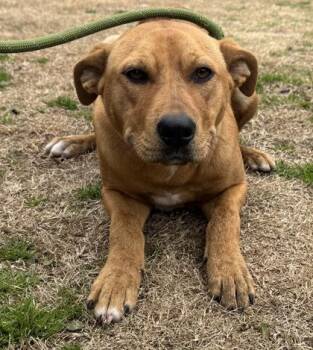 Nolan -  Labrador Retriever and Mixed Breed Dog for Adoption in Conway, South Carolina - Nolan | PetCurious