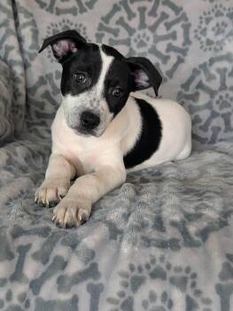 Tia -  Cattle Dog and Terrier Dog for Adoption in Baton Rouge, Louisiana - Tia | PetCurious