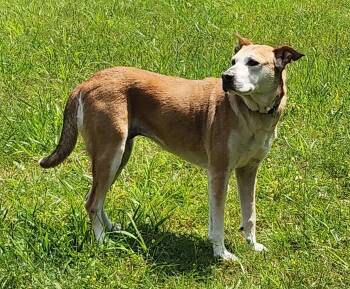 Rescue Hound Dogs for Adoption in Wheelersburg, Ohio - Charlene | PetCurious