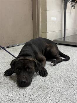 MIKE -  Pit Bull Terrier and Mixed Breed Dog for Adoption in Conroe, Texas - MIKE | PetCurious