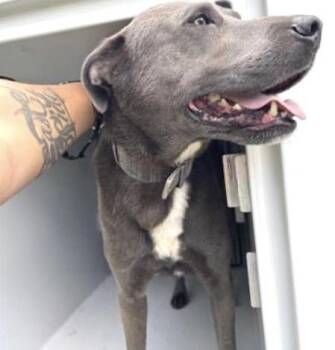 Blue Lacy Dogs Available for Adoption in Houston, Texas - STRAY | PetCurious