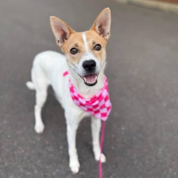 Tequila -  Chihuahua Dog for Adoption in Newberg, Oregon - Tequila | PetCurious