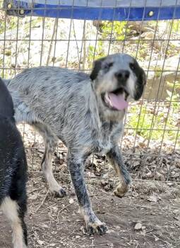Rescue Australian Cattle Dog Blue Heeler Dogs for Adoption in Manchester, Connecticut - Della | PetCurious