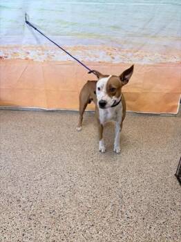 SPUD -  Pit Bull Terrier Dog for Adoption in Doral, Florida - SPUD | PetCurious
