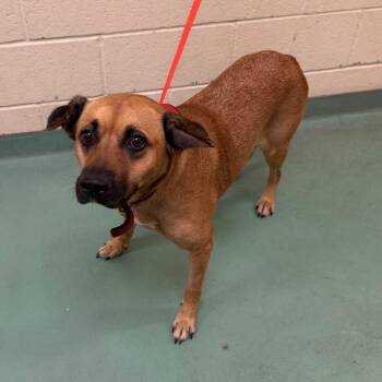 Circe -  Mixed Breed Dog for Adoption in Memphis, Tennessee - Circe | PetCurious