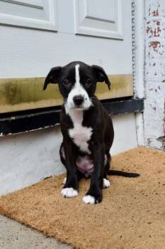Penelope -  Mixed Breed Dog Available for Adoption - Penelope | PetCurious