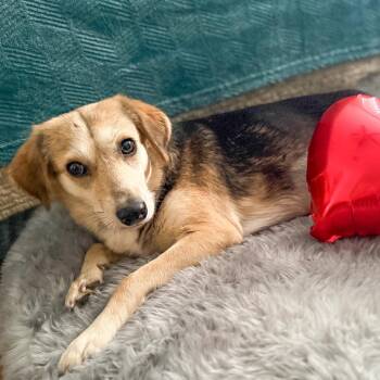 Terrier and German Shepherd Dog Dogs Available for Adoption - Paca | PetCurious