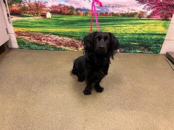 SAMANTHA -  Cocker Spaniel and Mixed Breed Dog for Adoption in Moreno Valley, California - SAMANTHA | PetCurious