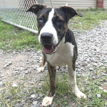 (Found) LuLu -  Boxer and Terrier Dog for Adoption in Cabot, Arkansas - (Found) LuLu | PetCurious