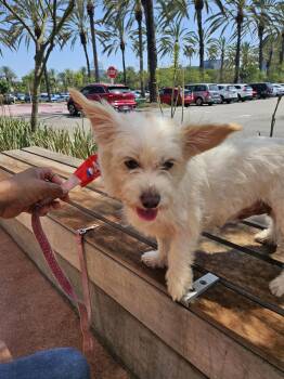 Mika -  Terrier and Maltese Dog for Adoption - Mika | PetCurious