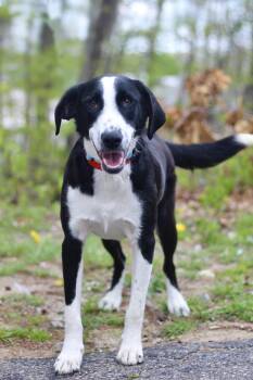 Retriever Dogs Available for Adoption in Manchester, New Hampshire - Spektor In NH! Come Meet Our Adoptable Dogs Wednesday-Saturday.  | PetCurious