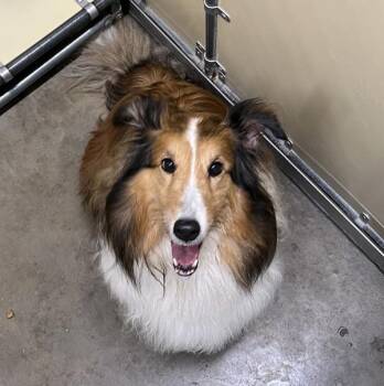 Lacey -  Shetland Sheepdog Sheltie Dog for Adoption in Sioux City, Iowa - Lacey | PetCurious