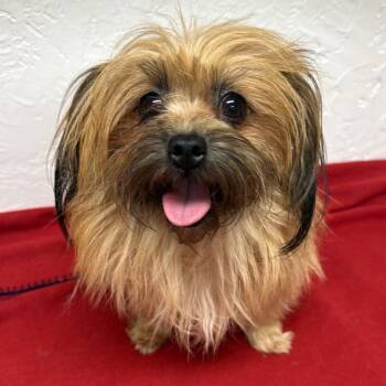 Belleview - Foster Home Needed -  Yorkshire Terrier Dog for Adoption in Hartland, Wisconsin - Belleview - Foster Home Needed | PetCurious