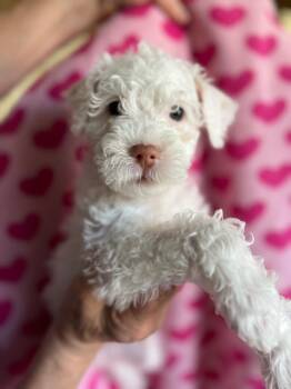 Iris -  Maltese and Terrier Dog for Adoption in Fresno, California - Iris | PetCurious