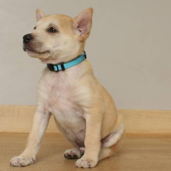 Jolly Rancher D70457 -  Yellow Labrador Retriever Dog for Adoption in Minnetonka, Minnesota - Jolly Rancher D70457 | PetCurious