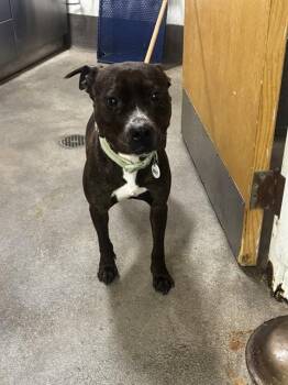 MONAE -  Pit Bull Terrier and Mixed Breed Dog for Adoption - MONAE | PetCurious