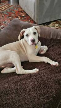 Wrigley -  American Bulldog and Labrador Retriever Dog for Adoption in Brierfield, Alabama - Wrigley | PetCurious
