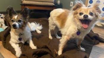 Papillon Dogs Available for Adoption in Russiaville, Indiana - Jake And Lucy | PetCurious