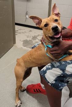 Rescue Pit Bull Terrier Dogs for Adoption in Hopkinsville, Kentucky - Mystique | PetCurious