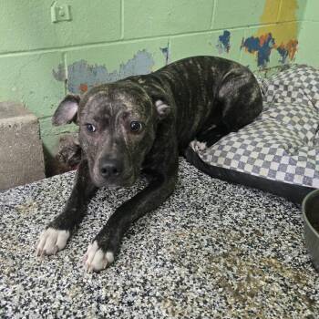 Daisy 26-124 -  Pit Bull Terrier Dog for Adoption in Tawas City, Michigan - Daisy 26-124 | PetCurious
