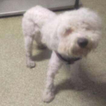 IVHS-Stray-143965 -  Poodle and Mixed Breed Dog for Adoption in San Gabriel, California - IVHS-Stray-143965 | PetCurious