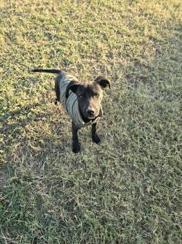 Rescue Black Labrador Retriever and Hound Dogs for Adoption in Norfolk, Massachusetts - Milo | PetCurious