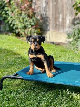 Rottweiler and English Bulldog Dogs Available for Adoption in Novato, California - Skeeter | PetCurious