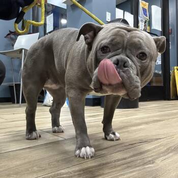 English Bulldog and Mixed Breed Dogs Available for Adoption in Newark, New Jersey - Beatrice | PetCurious