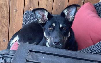 Shepherd and Mixed Breed Dogs Available for Adoption in Winnipeg, Manitoba - Anya | PetCurious