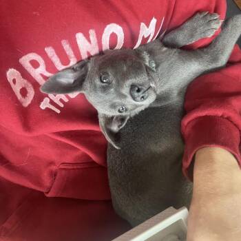 Mixed Breed and None Dogs Available for Adoption in Rockville, Maryland - Burkley | PetCurious