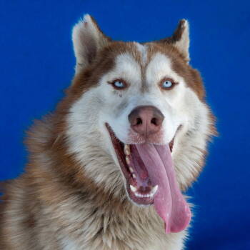 Rescue Siberian Husky Dogs for Adoption in Pasadena, California - CARMELITO | PetCurious