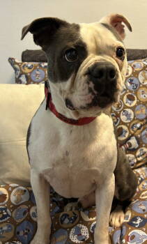 Rescue Boston Terrier Dogs for Adoption in Sparta, Illinois - Mowgli | PetCurious