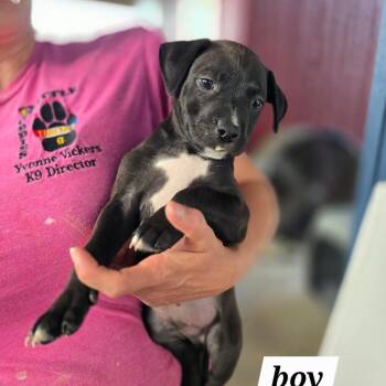 Mixed Breed Dogs Available for Adoption in Hinesville, Georgia - Frodo | PetCurious