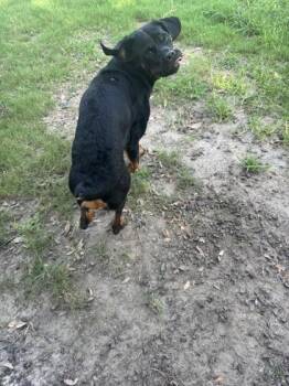 Mercy -  Rottweiler and Mixed Breed Dog for Adoption in Conway, South Carolina - Mercy | PetCurious