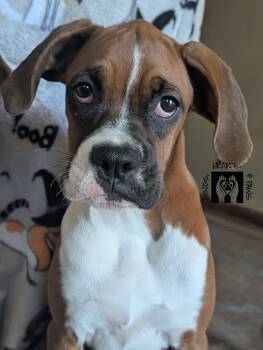 Witch -  Boxer Dog for Adoption in Omaha, Nebraska - Witch | PetCurious