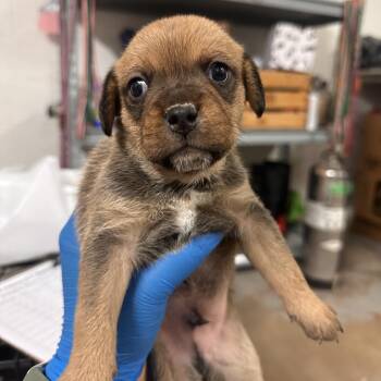 Alexander Hamilton A2 -  Mixed Breed Dog for Adoption in Edinburg, Texas - Alexander Hamilton A2 | PetCurious