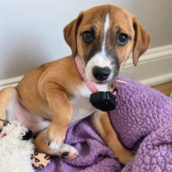 Shiraz -  Terrier Dog for Adoption in Baldwin, Maryland - Shiraz | PetCurious