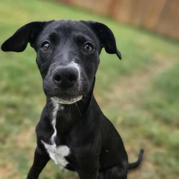 Rescue Labrador Retriever and Black Labrador Retriever Dogs for Adoption in Warren, Rhode Island - Maddie | PetCurious