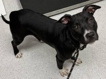 Valentina -  Pit Bull Terrier Dog for Adoption in Oakland, California - Valentina | PetCurious