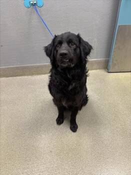 Labrador Retriever Dogs Available for Adoption in Las Vegas, Nevada - IROH | PetCurious