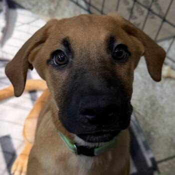 Mator -  Black Mouth Cur Dog for Adoption in Jefferson, Wisconsin - Mator | PetCurious