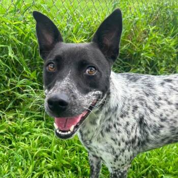 Foster Kylie -  Australian Cattle Dog Blue Heeler Dog for Adoption in Oswego, Illinois - Foster Kylie | PetCurious