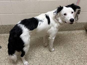 APOLLO -  Australian Shepherd and Mixed Breed Dog for Adoption in Colorado Springs, Colorado - APOLLO | PetCurious