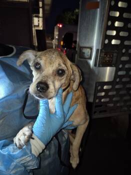 THOR -  Terrier Dog for Adoption in San Antonio, Texas - THOR | PetCurious