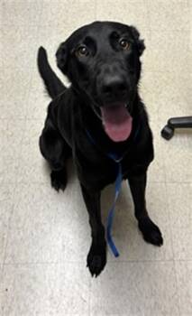Stretch A220937 -  Labrador Retriever Dog for Adoption in Plano, Texas - Stretch A220937 | PetCurious